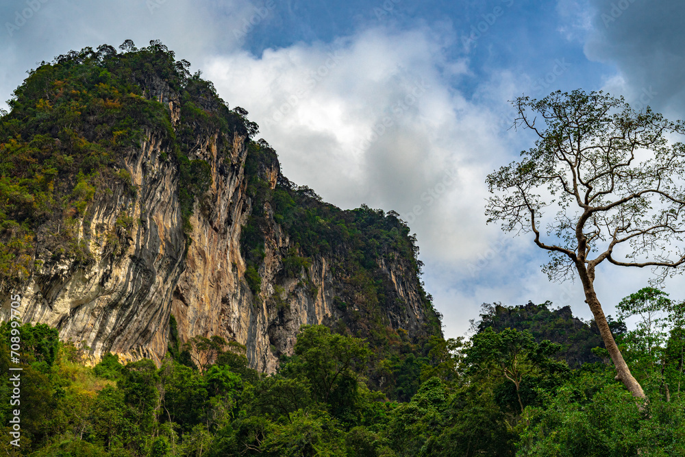 tree and cliff