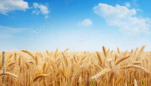 A border of a wheat field