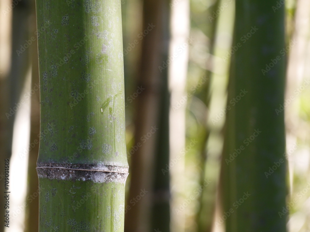 Fototapeta premium 竹林