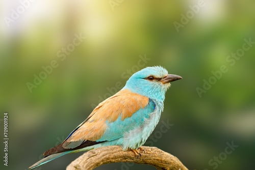 European roller.The European roller is the only member of the roller family of birds to breed in Europe.Its overall range extends into the Middle East, Central Asia and the Maghreb.The European roll