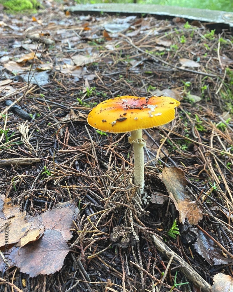 Lone Amanita muscaria in a forest. Wild, poisonous and colorful mushroom. Surrounded by leaves. Lone Amanita muscaria in a forest. Wild, poisonous and colorful mushroom. Surrounded by leaves.