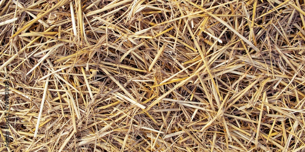 Wheat dry straw texture background, beveled wheat, cereal crops, top view Wheat dry straw texture background, beveled wheat, cereal crops, top view