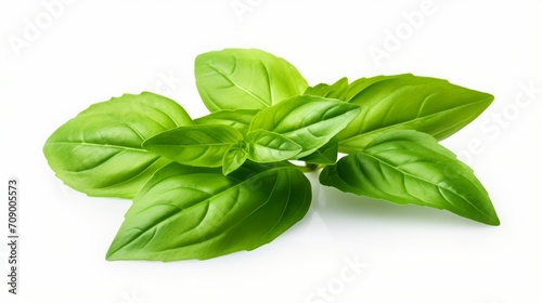 The lush green leaf of Thai lemon basil or mature tropical herb  featuring water droplets  is isolated on a white backdrop with a clipping path.