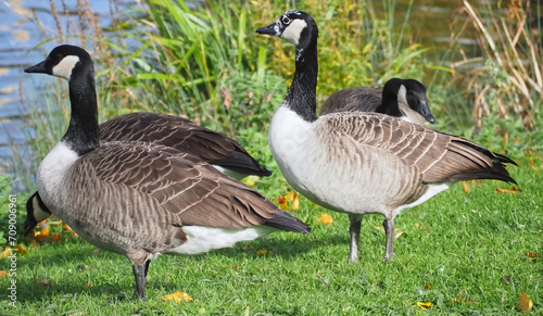 Group of canadian geese on a meadow