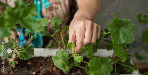 female hands with scissors trim a houseplant, flowers pelargonium, geranium
