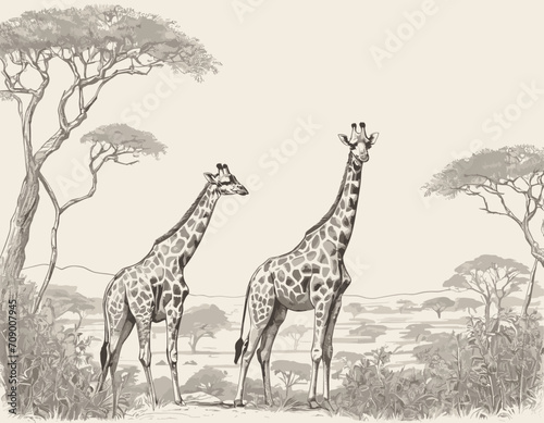 South African giraffe or Cape giraff