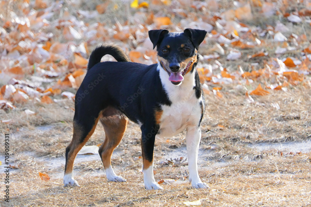 Dogs of the Jack Russell Terrier breed on an autumn background.