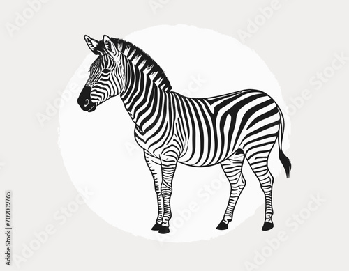 standing grevy s zebra vector illustration isolated on white