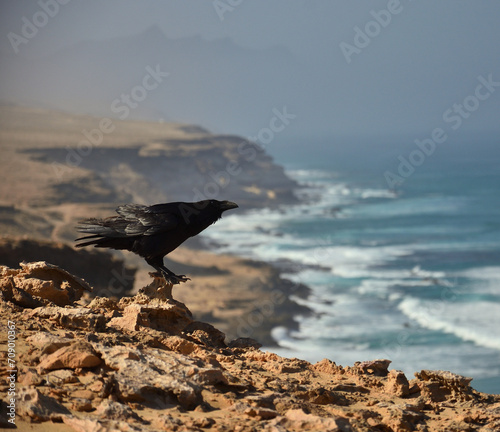 Beautiful canary crow on the rocks near the coast, natural park of Jandia, Fuerteventura, Canary Islands, Spain