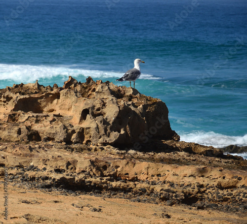 Seagull on the rocks, wild beach of Agua Liques, natural reserve of Jandia, Fuerteventura, Canary Islands