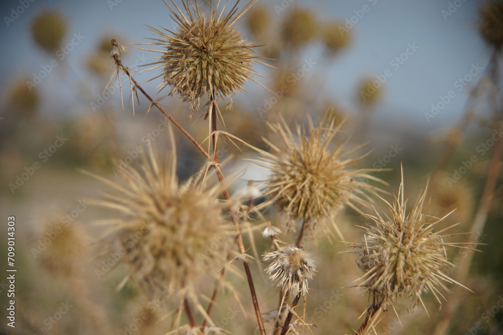 Cactus Flower