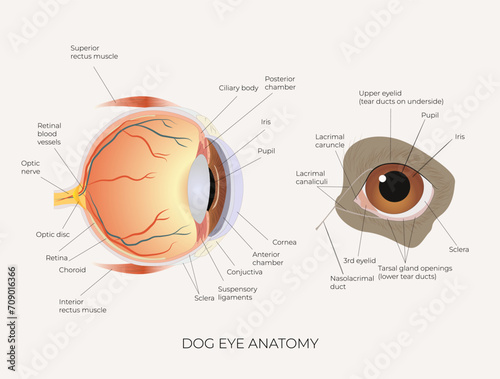 Dog's eye. The structure of the dog's eye. Anatomical illustration. Suitable for veterinary posters and educational materials. Biology and Zoology. Vector illustration. 