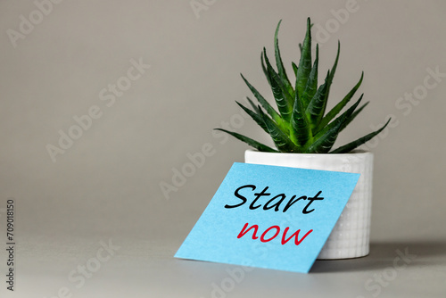 Symbol Start Now. Business concept words, start now on blue card leaning against succulent in pot. Beautiful gray background, motivational concept, start now. copy space