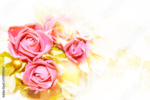 Fototapeta Naklejka Na Ścianę i Meble -  Beautiful color rose bloomed in garden. Close up