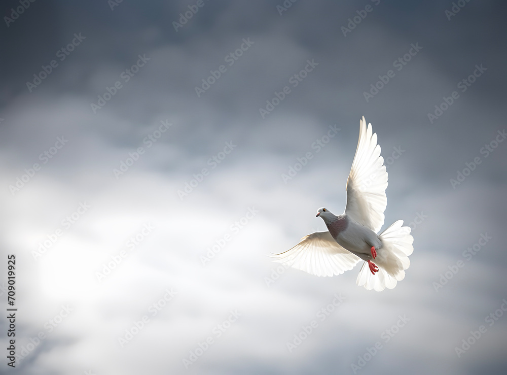 Fototapeta premium White pigeon or dove flying in cloudy sky
