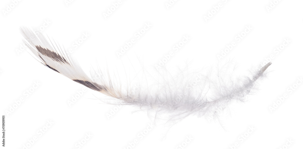 isolated small feather with dark brown stripes
