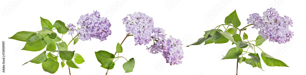 light violet lilac three branches with lush green leaves and flowers light violet lilac three branches with lush green leaves and flowers