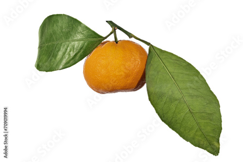 ripe orange tangerine with two large leaves isolated on white