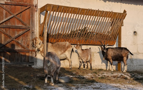 goats in the farm