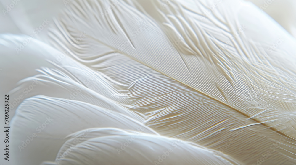 Detailed shot of a plain, white feather with subtle textures.