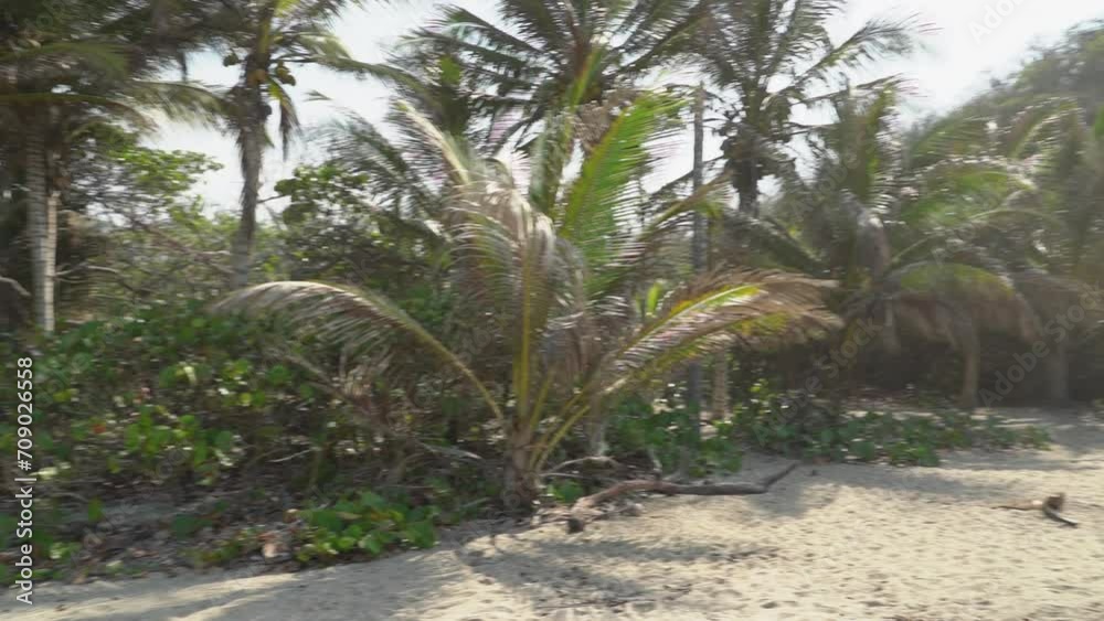 palm trees on a tropical beach near Tayrona national park. palm trees on a tropical beach near Tayrona national park.