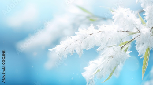 Close-up of white frost delicately covering the branches of a plant, with a soft blue background suggesting winter's chill.