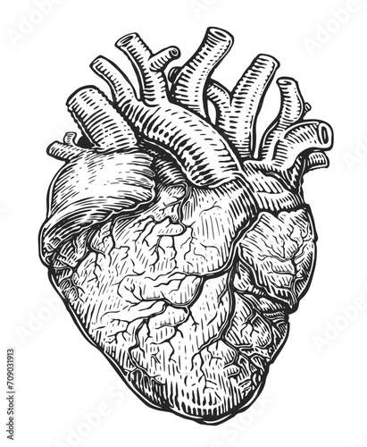 Human heart with veins, sketch isolated on white background. Hand drawn vector illustration in vintage engraving style photo