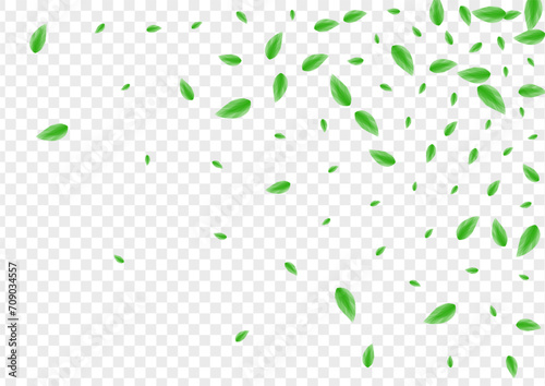 Light Green Leaf Background Transparent Vector. Vegetation Summer Design. Drink Texture. Greenish Agriculture Frame. Sheet Air.