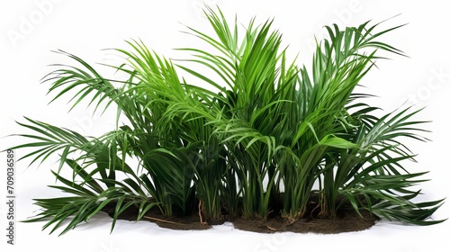 A tropical foliage plant bush of Areca Palm with green leaves grows on the ground alongside humus from dead plants  isolated on a white background with a clipping path.