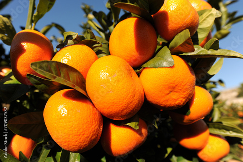 oranges on tree, close up photo