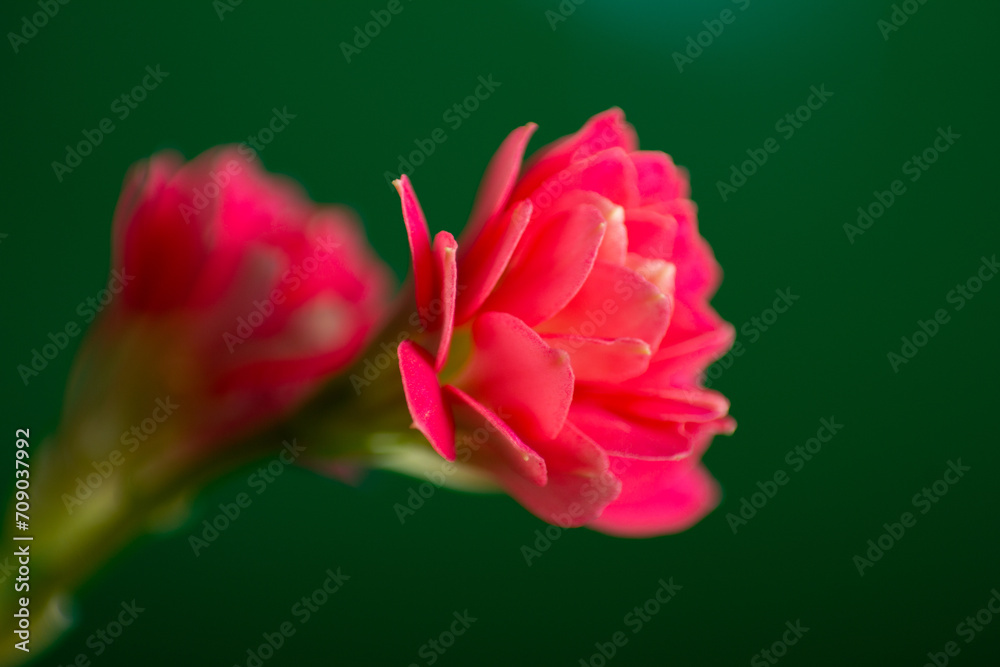 Rose's claret-cup cactus flower closeup with green background Rose's claret-cup cactus flower closeup with green background