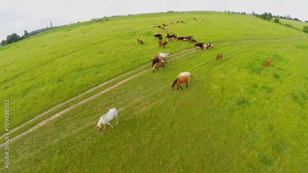 Many horses graze on grass field at summer day. Aerial view Many horses graze on grass field at summer day. Aerial view