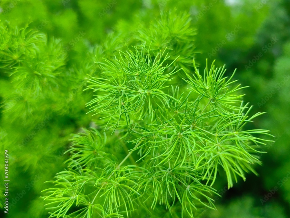 Close up of Asparagus