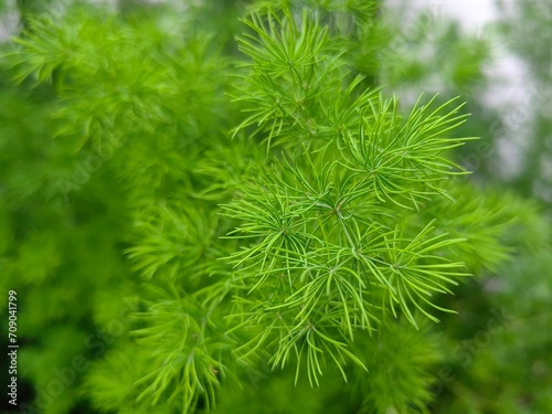 Close up of Asparagus