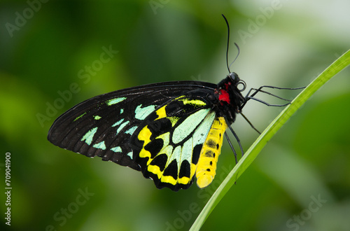 Photography butterfly on a leaf