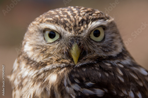 portrait of a owl