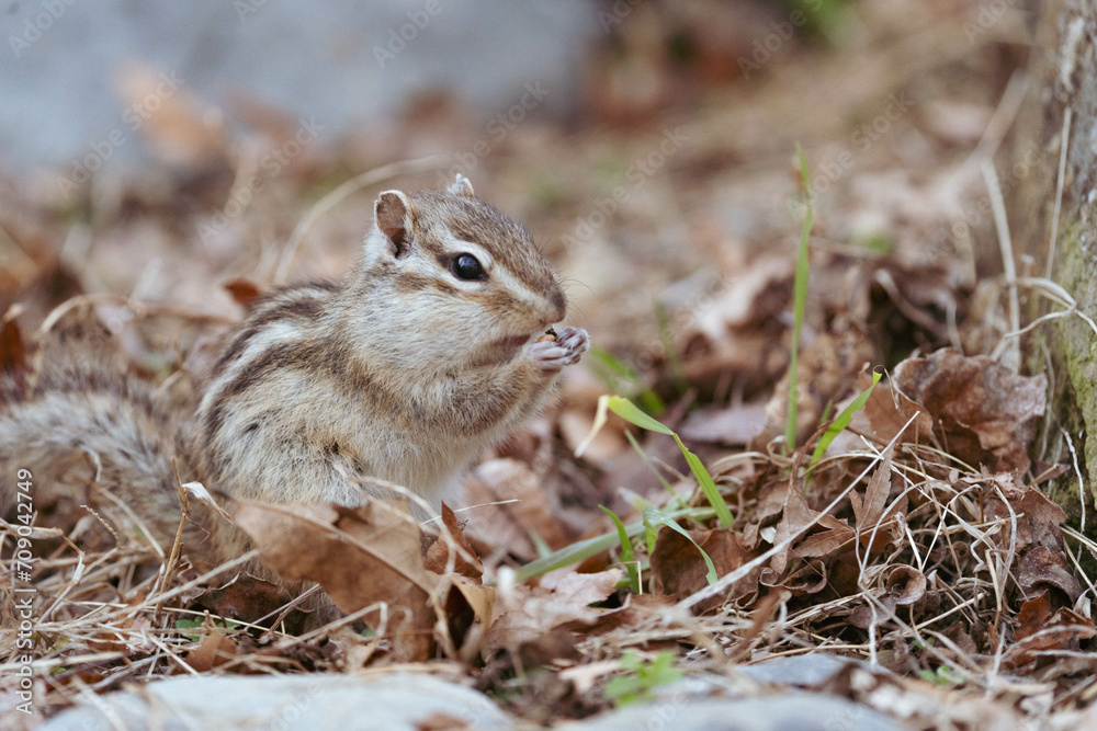 Fototapeta premium リス
