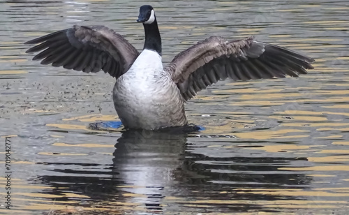 Single Canadian goose shakes feathers in the water