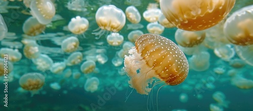 Snorkeling with jellyfish in Palau was phenomenal. © AkuAku