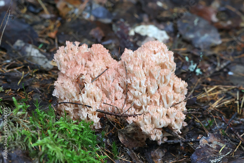 Pink-tipped coral mushroom, Ramaria botrytis, also known as the clustered coral or the cauliflower coral, wild mushroom from Finland