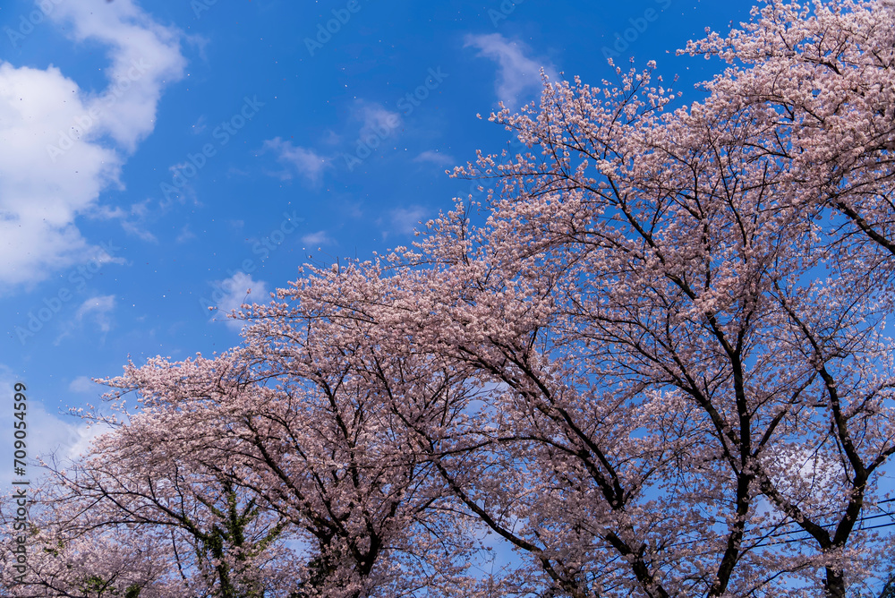 青空の桜並木
