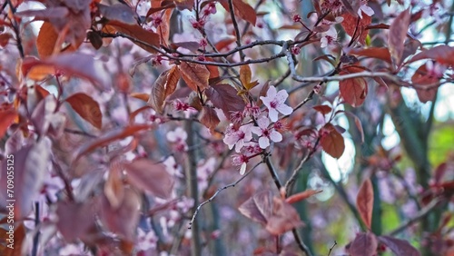 Pink Flowers of Blooming Late Season Cherry Tree in Japanese Garden