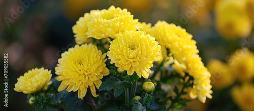 Lovely small yellow Pompon Mum Kermit blossoms.