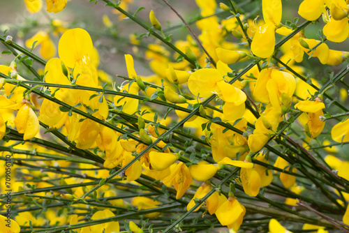 Cytisus scoparius common broom shrub with yellow flowers selective focus