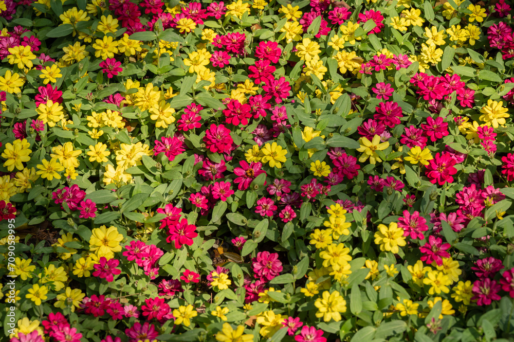 Yellow and Pink colours of Zinnia flowers blooming in the garden.