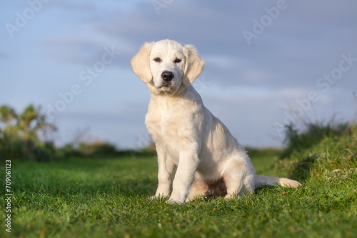 golden retriever puppy
