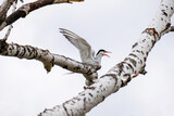 A white bird flaps its wings and takes off from a branch