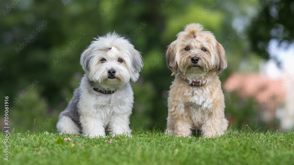 two dogs on the grass two dogs on the grass