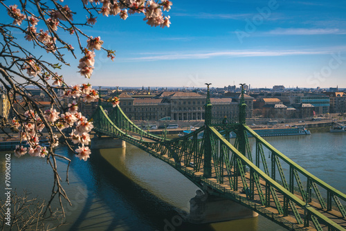 Spectacular spring blooming trees and Liberty Bridge in Budapest photo