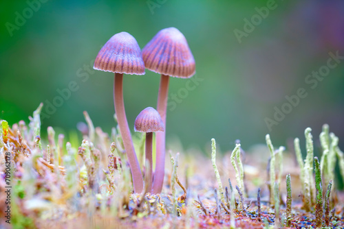 beautiful closeup of forest mushrooms in grass, autumn season. little fresh mushrooms, growing in Autumn Forest. mushrooms and leafs in forest. Mushroom picking concept. Magical photo